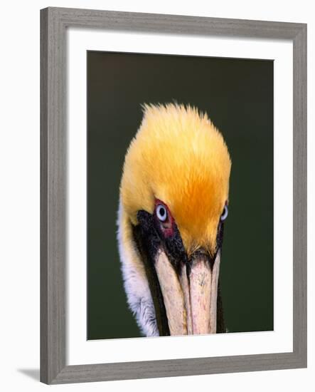 Male Brown Pelican in Breeding Plumage, Sanibel Island, Florida, USA-Charles Sleicher-Framed Photographic Print