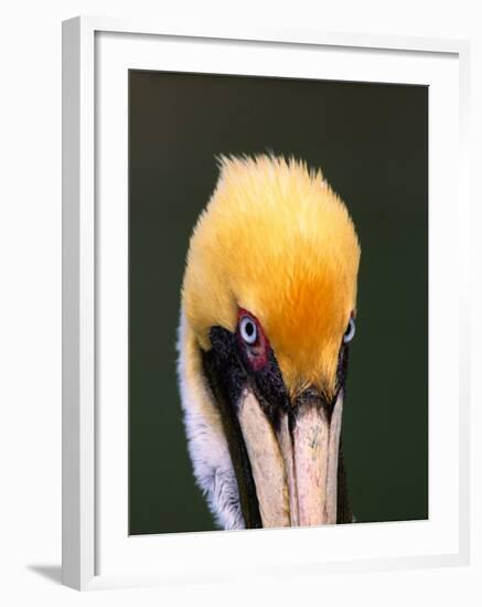 Male Brown Pelican in Breeding Plumage, Sanibel Island, Florida, USA-Charles Sleicher-Framed Photographic Print