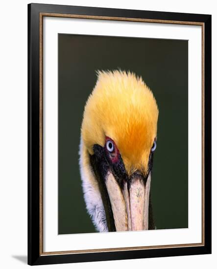 Male Brown Pelican in Breeding Plumage, Sanibel Island, Florida, USA-Charles Sleicher-Framed Photographic Print