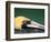 Male Brown Pelican in Breeding Plumage, Sanibel Island, Florida, USA-Charles Sleicher-Framed Photographic Print