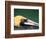 Male Brown Pelican in Breeding Plumage, Sanibel Island, Florida, USA-Charles Sleicher-Framed Photographic Print