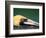 Male Brown Pelican in Breeding Plumage, Sanibel Island, Florida, USA-Charles Sleicher-Framed Photographic Print