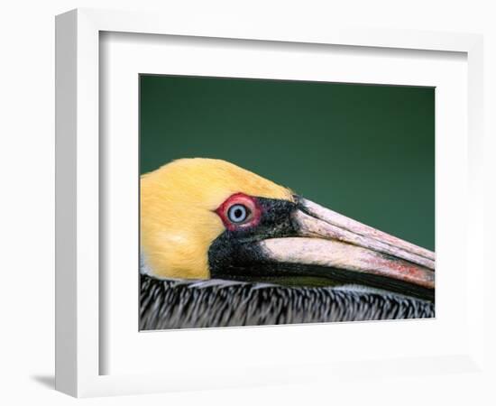 Male Brown Pelican in Breeding Plumage, Sanibel Island, Florida, USA-Charles Sleicher-Framed Photographic Print