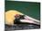 Male Brown Pelican in Breeding Plumage, Sanibel Island, Florida, USA-Charles Sleicher-Mounted Photographic Print