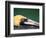 Male Brown Pelican in Breeding Plumage, Sanibel Island, Florida, USA-Charles Sleicher-Framed Photographic Print