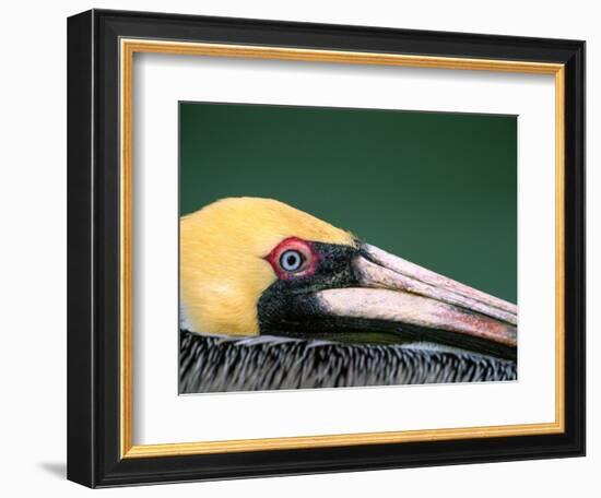 Male Brown Pelican in Breeding Plumage, Sanibel Island, Florida, USA-Charles Sleicher-Framed Photographic Print