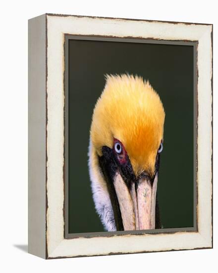 Male Brown Pelican in Breeding Plumage, Sanibel Island, Florida, USA-Charles Sleicher-Framed Premier Image Canvas