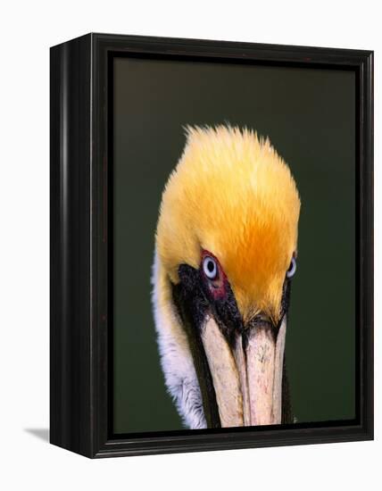 Male Brown Pelican in Breeding Plumage, Sanibel Island, Florida, USA-Charles Sleicher-Framed Premier Image Canvas