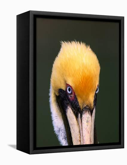 Male Brown Pelican in Breeding Plumage, Sanibel Island, Florida, USA-Charles Sleicher-Framed Premier Image Canvas