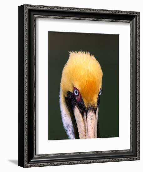 Male Brown Pelican in Breeding Plumage, Sanibel Island, Florida, USA-Charles Sleicher-Framed Photographic Print