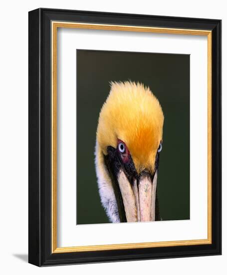 Male Brown Pelican in Breeding Plumage, Sanibel Island, Florida, USA-Charles Sleicher-Framed Photographic Print