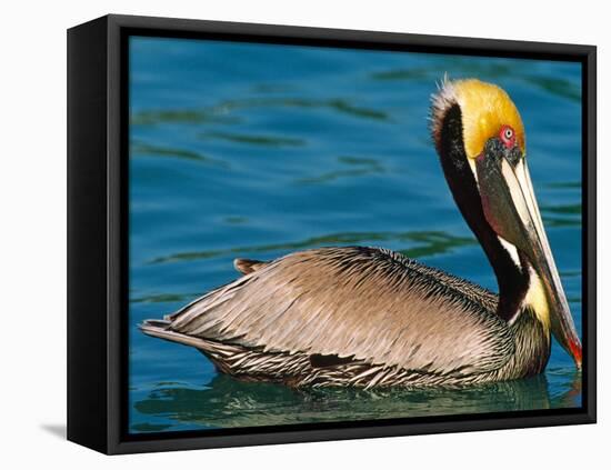 Male Brown Pelican in Breeding Plumage, West Coast of Mexico-Charles Sleicher-Framed Premier Image Canvas