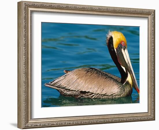 Male Brown Pelican in Breeding Plumage, West Coast of Mexico-Charles Sleicher-Framed Photographic Print