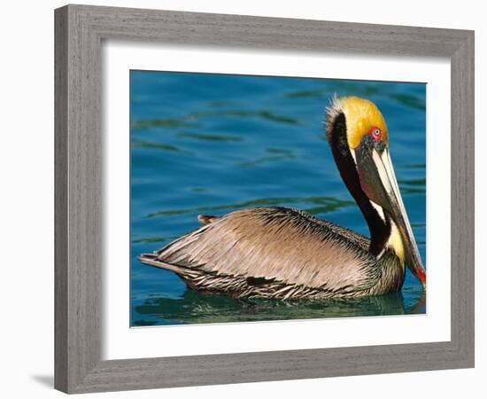 Male Brown Pelican in Breeding Plumage, West Coast of Mexico-Charles Sleicher-Framed Photographic Print