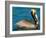 Male Brown Pelican in Breeding Plumage, West Coast of Mexico-Charles Sleicher-Framed Photographic Print