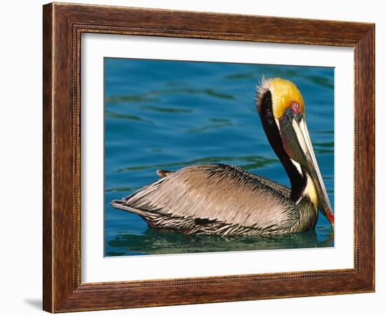 Male Brown Pelican in Breeding Plumage, West Coast of Mexico-Charles Sleicher-Framed Photographic Print
