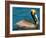 Male Brown Pelican in Breeding Plumage, West Coast of Mexico-Charles Sleicher-Framed Photographic Print