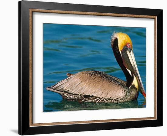 Male Brown Pelican in Breeding Plumage, West Coast of Mexico-Charles Sleicher-Framed Photographic Print