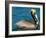 Male Brown Pelican in Breeding Plumage, West Coast of Mexico-Charles Sleicher-Framed Photographic Print