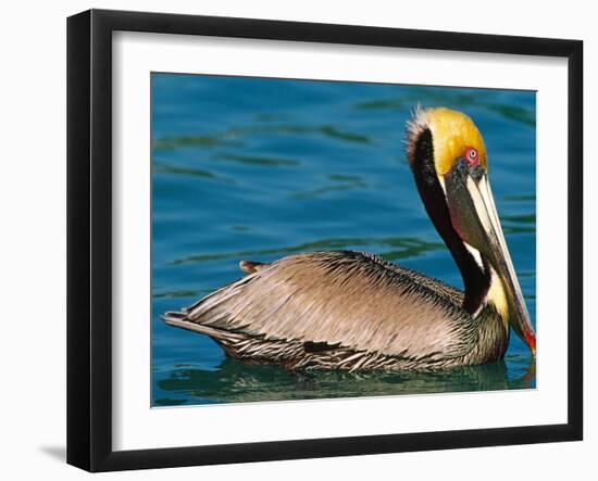 Male Brown Pelican in Breeding Plumage, West Coast of Mexico-Charles Sleicher-Framed Photographic Print