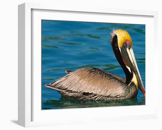 Male Brown Pelican in Breeding Plumage, West Coast of Mexico-Charles Sleicher-Framed Photographic Print