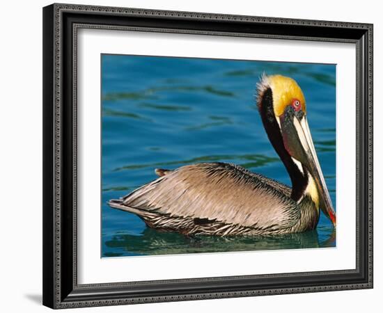 Male Brown Pelican in Breeding Plumage, West Coast of Mexico-Charles Sleicher-Framed Photographic Print