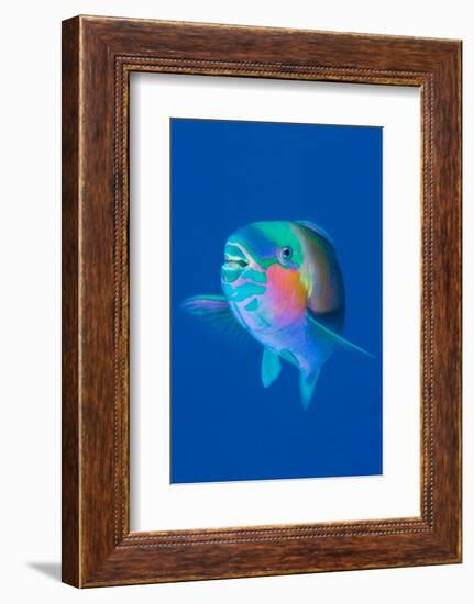 Male Bullethead parrotfish displaying, Sinai, Egypt, Red Sea-Alex Mustard-Framed Photographic Print