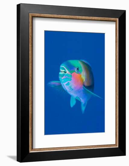 Male Bullethead parrotfish displaying, Sinai, Egypt, Red Sea-Alex Mustard-Framed Photographic Print