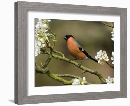 Male Bullfinch Feeding Amongst Blossom, Buckinghamshire, England-Andy Sands-Framed Photographic Print