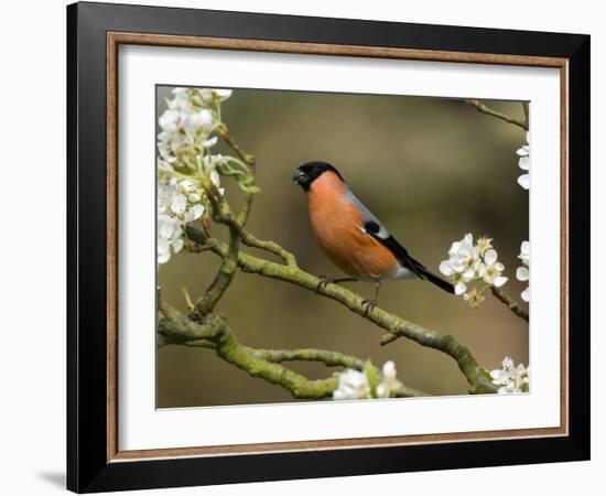 Male Bullfinch Feeding Amongst Blossom, Buckinghamshire, England-Andy Sands-Framed Photographic Print