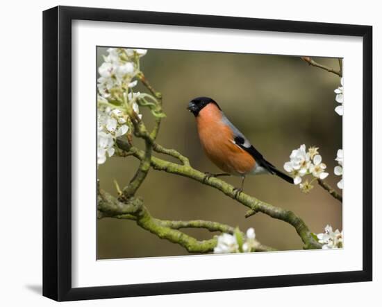 Male Bullfinch Feeding Amongst Blossom, Buckinghamshire, England-Andy Sands-Framed Photographic Print