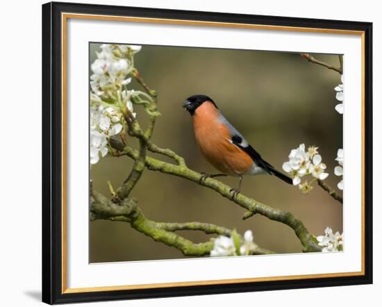 Male Bullfinch Feeding Amongst Blossom, Buckinghamshire, England-Andy Sands-Framed Photographic Print