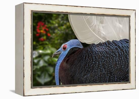 Male Bulwer's pheasant endemic to the forests of Borneo-Philippe Clement-Framed Premier Image Canvas