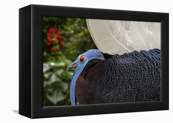 Male Bulwer's pheasant endemic to the forests of Borneo-Philippe Clement-Framed Premier Image Canvas