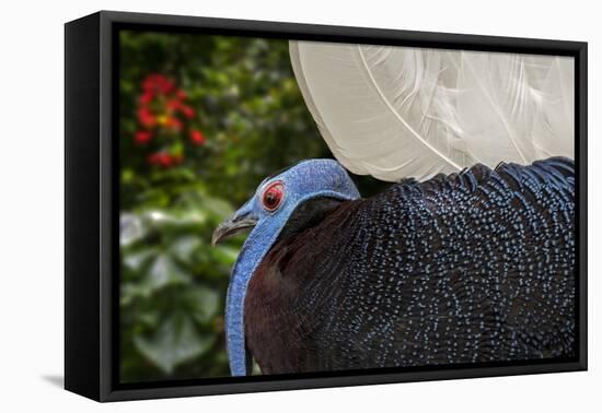 Male Bulwer's pheasant endemic to the forests of Borneo-Philippe Clement-Framed Premier Image Canvas