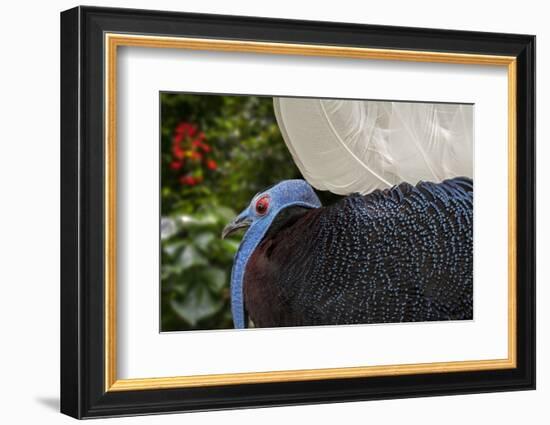 Male Bulwer's pheasant endemic to the forests of Borneo-Philippe Clement-Framed Photographic Print