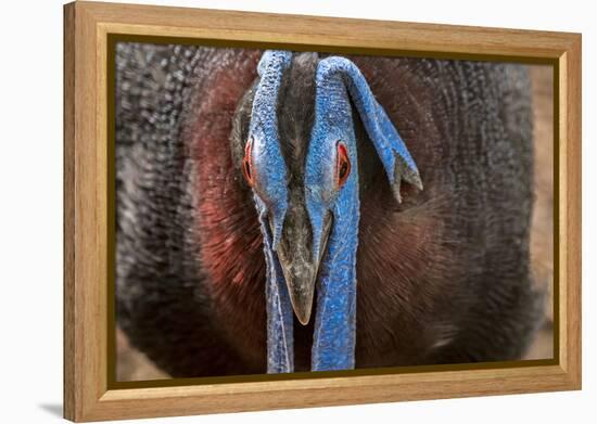 Male Bulwer's pheasant endemic to the forests of Borneo-Philippe Clement-Framed Premier Image Canvas
