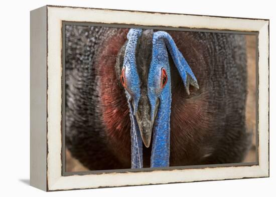 Male Bulwer's pheasant endemic to the forests of Borneo-Philippe Clement-Framed Premier Image Canvas