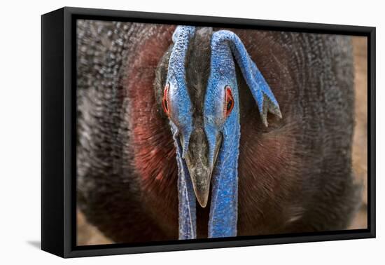 Male Bulwer's pheasant endemic to the forests of Borneo-Philippe Clement-Framed Premier Image Canvas