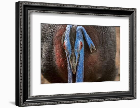 Male Bulwer's pheasant endemic to the forests of Borneo-Philippe Clement-Framed Photographic Print