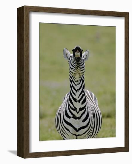 Male Burchell's Zebra Exhibits Flehmen Display to Sense Females, Kenya-Arthur Morris-Framed Photographic Print