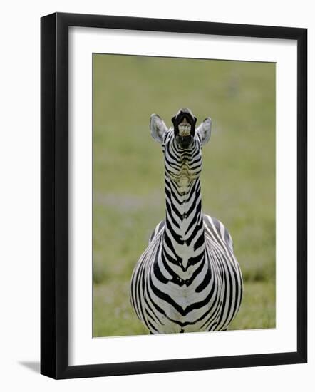 Male Burchell's Zebra Exhibits Flehmen Display to Sense Females, Kenya-Arthur Morris-Framed Photographic Print