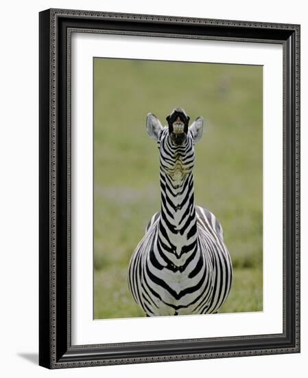Male Burchell's Zebra Exhibits Flehmen Display to Sense Females, Kenya-Arthur Morris-Framed Photographic Print