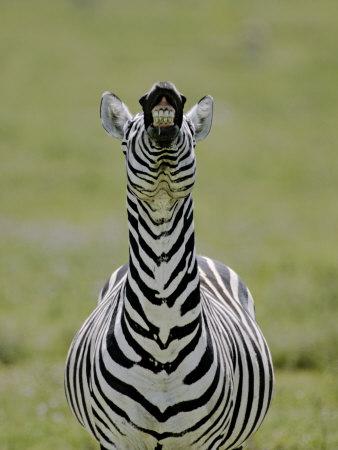 zebra male and female zebra male and female