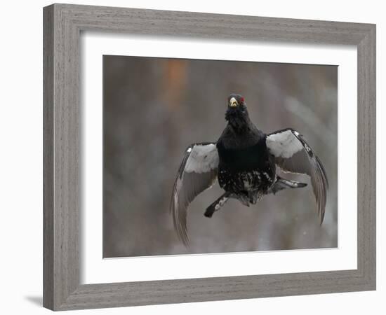 Male Capercaillie (Tetrao Urogallus) Display Jumping, Vaala, Finland, May-Markus Varesvuo-Framed Photographic Print