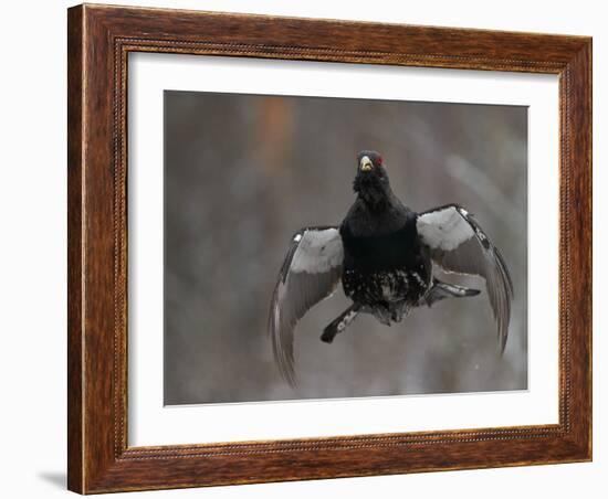 Male Capercaillie (Tetrao Urogallus) Display Jumping, Vaala, Finland, May-Markus Varesvuo-Framed Photographic Print