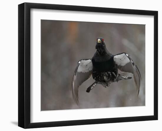 Male Capercaillie (Tetrao Urogallus) Display Jumping, Vaala, Finland, May-Markus Varesvuo-Framed Photographic Print