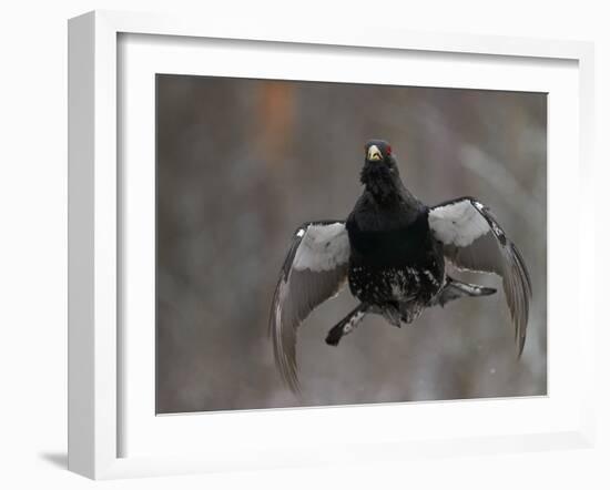 Male Capercaillie (Tetrao Urogallus) Display Jumping, Vaala, Finland, May-Markus Varesvuo-Framed Photographic Print