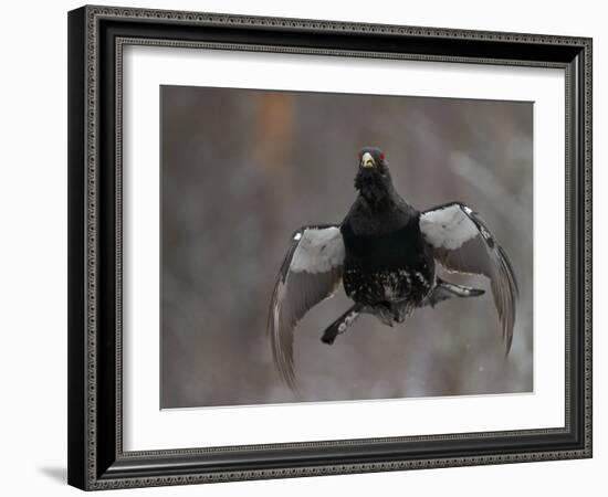 Male Capercaillie (Tetrao Urogallus) Display Jumping, Vaala, Finland, May-Markus Varesvuo-Framed Photographic Print