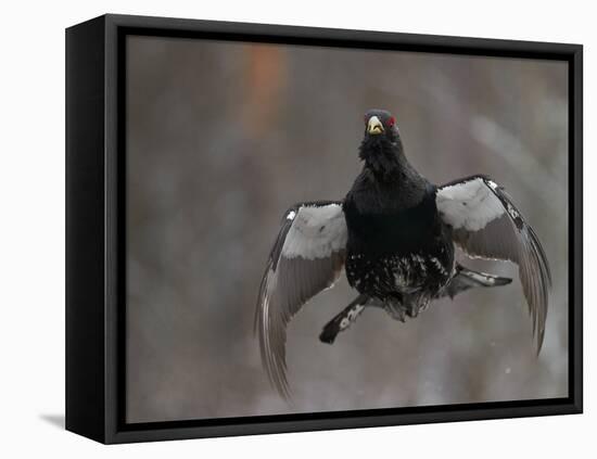 Male Capercaillie (Tetrao Urogallus) Display Jumping, Vaala, Finland, May-Markus Varesvuo-Framed Premier Image Canvas